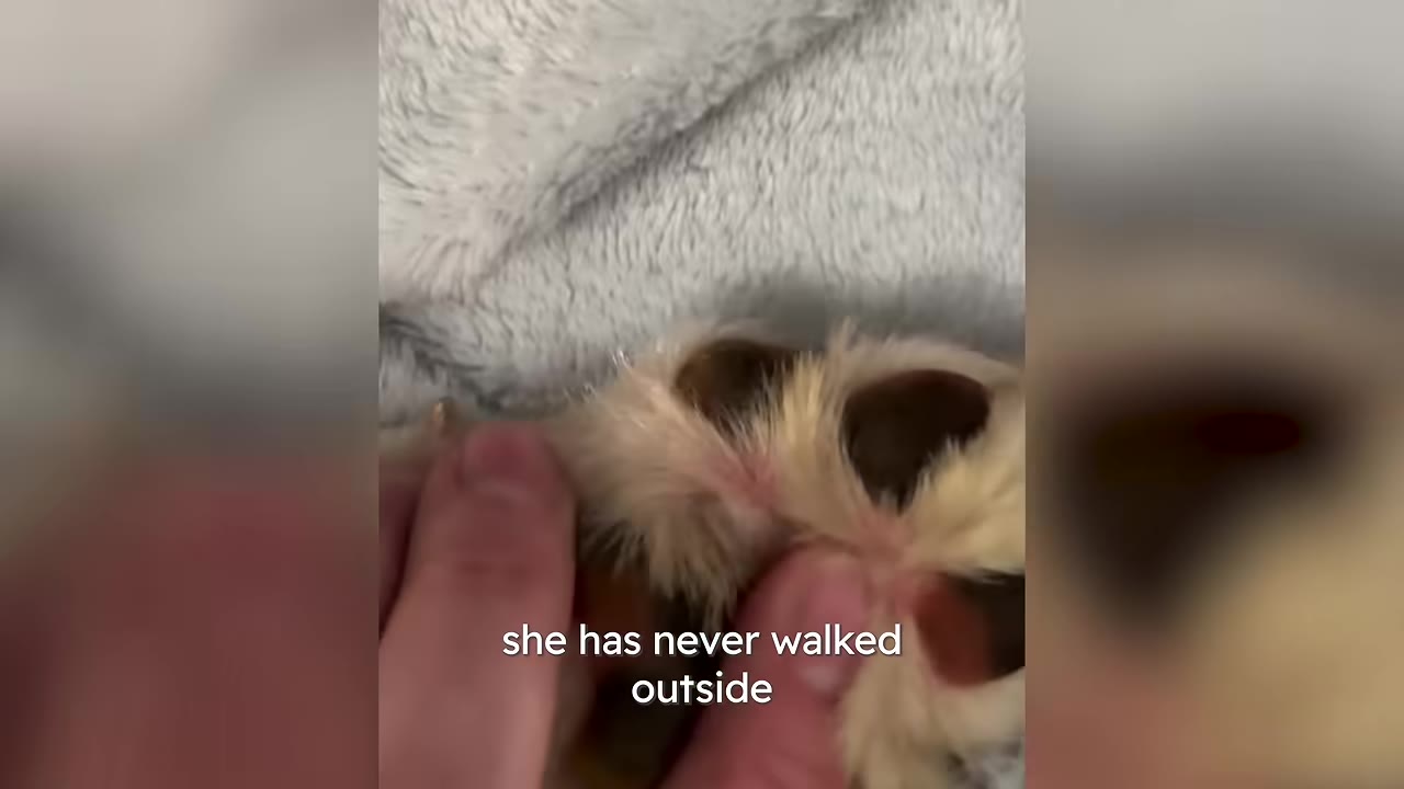 A close-up of a person's hand gently parting the fur on a dog's paw to reveal soft, pink skin between the paw pads.