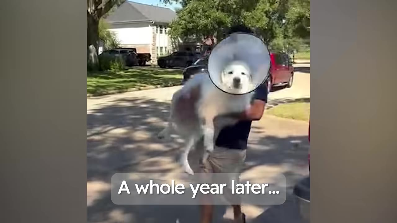 A man carrying a large white dog wearing a plastic medical cone collar on a sunny street.