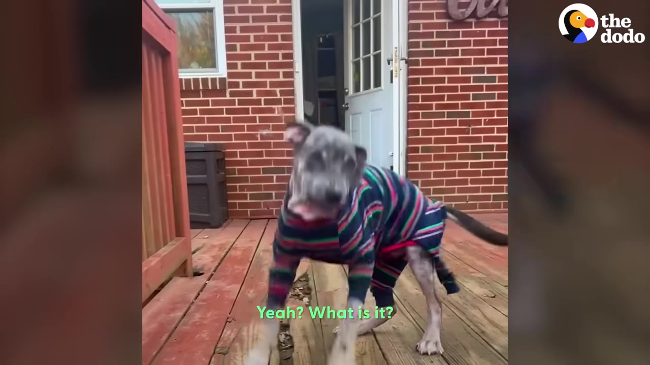 A grey dog wearing a colorful striped sweater stands on a wooden deck, shaking its head excitedly with its tail wagging.