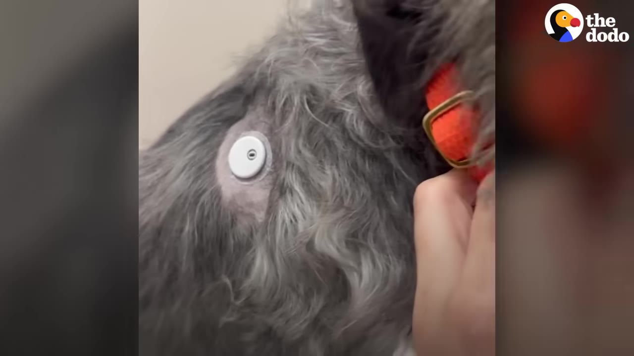 A close-up view of a small white continuous glucose monitor attached to a scruffy grey dog's shaved fur near its collar.