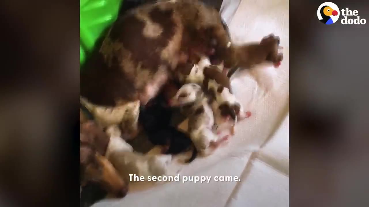 A mother dog lies down surrounded by her newborn puppies, with text overlay reading 'The second puppy came.'