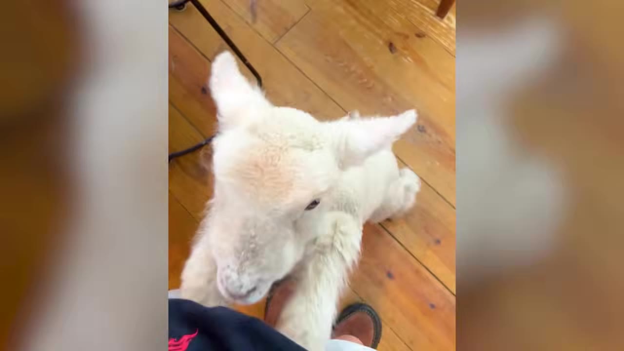A close-up view of a small white lamb leaning up against a person's leg inside a home with wooden flooring.