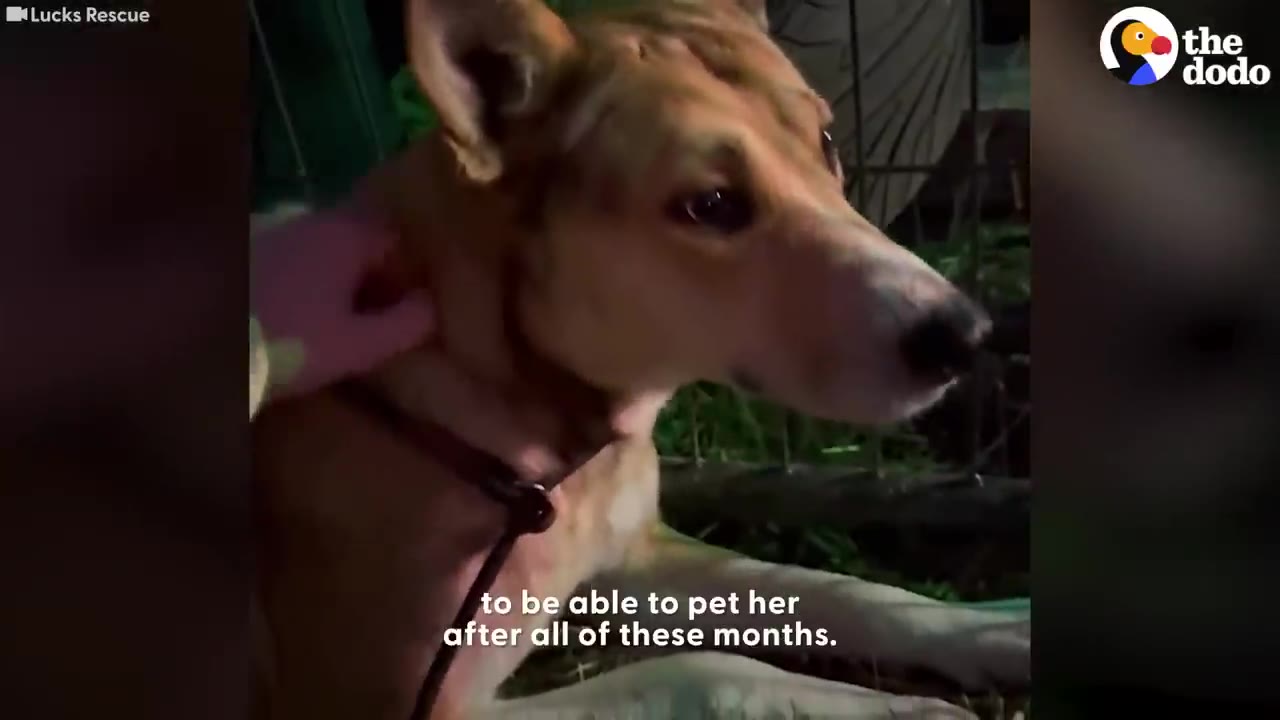 A close-up shot of a tan dog being petted on the neck by a hand wearing a pink glove.