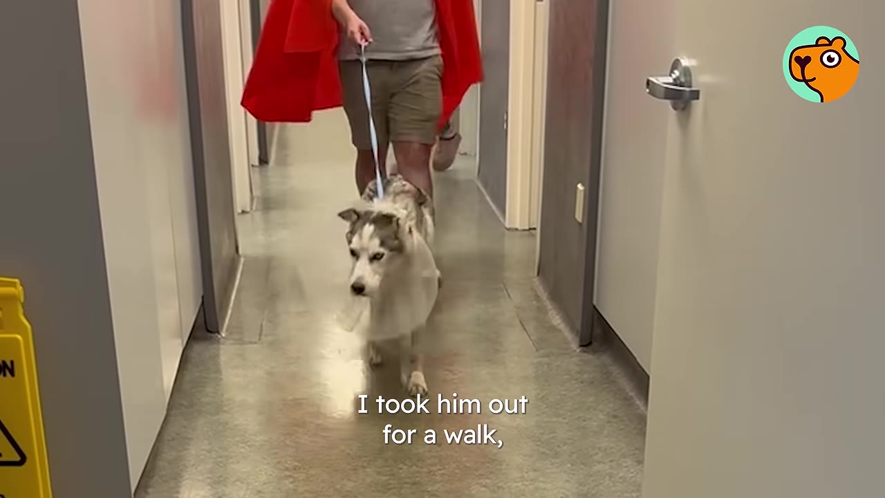 A husky wearing a protective cone walks down a hallway on a leash guided by a person.