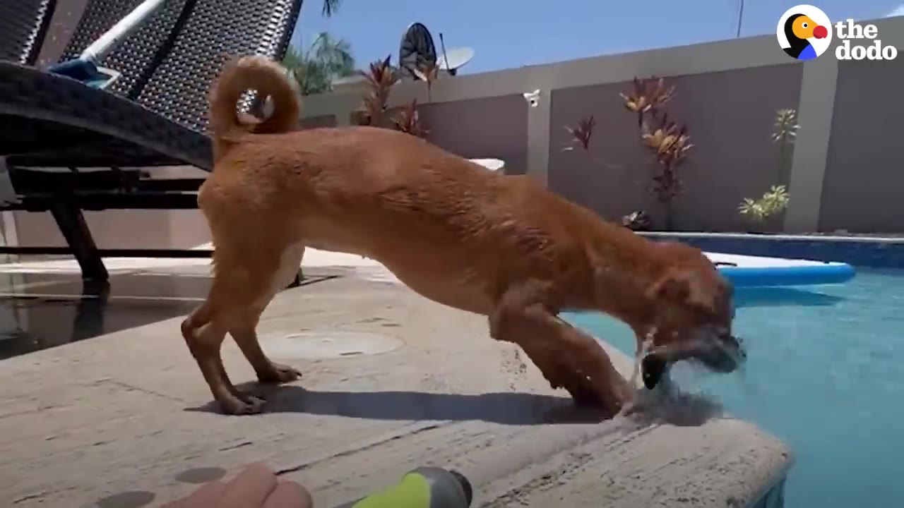 A small brown dog standing at the edge of a backyard swimming pool and dipping its head into the water.