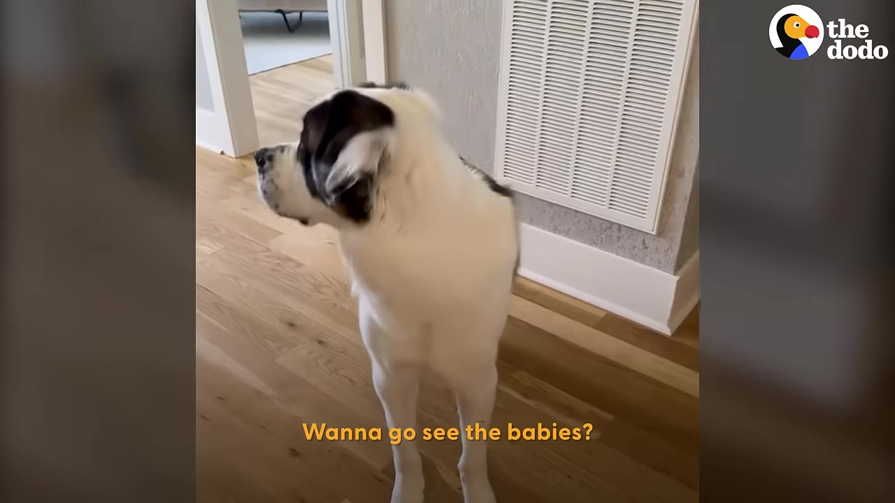A large white and brown dog stands on a wooden floor, turning its head to look back as if reacting to the question, 'Wanna go see the babies?'
