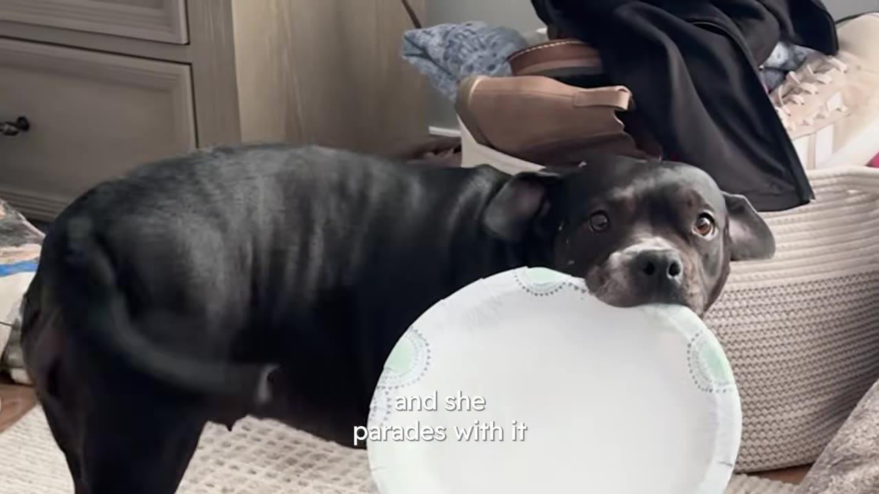 A black dog walks through a room holding a white paper plate in her mouth.
