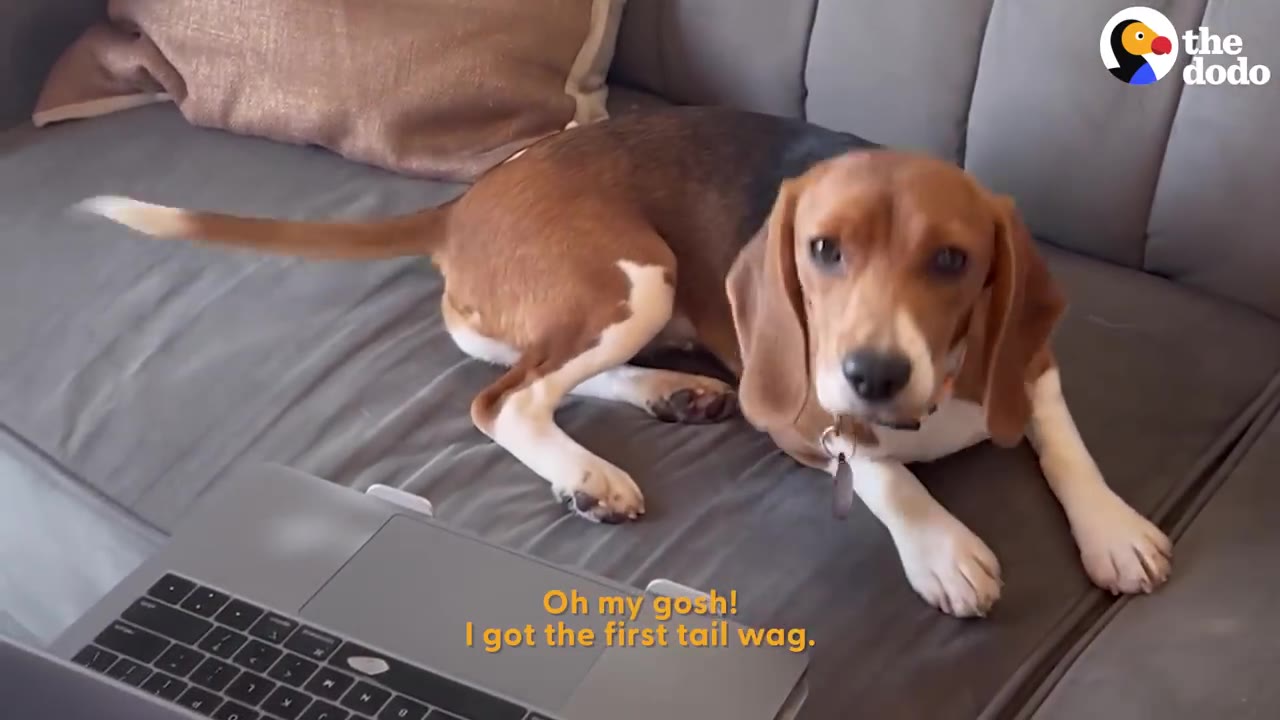 A brown and white beagle lies on a grey couch, looking towards the camera with its tail wagging, next to a laptop.