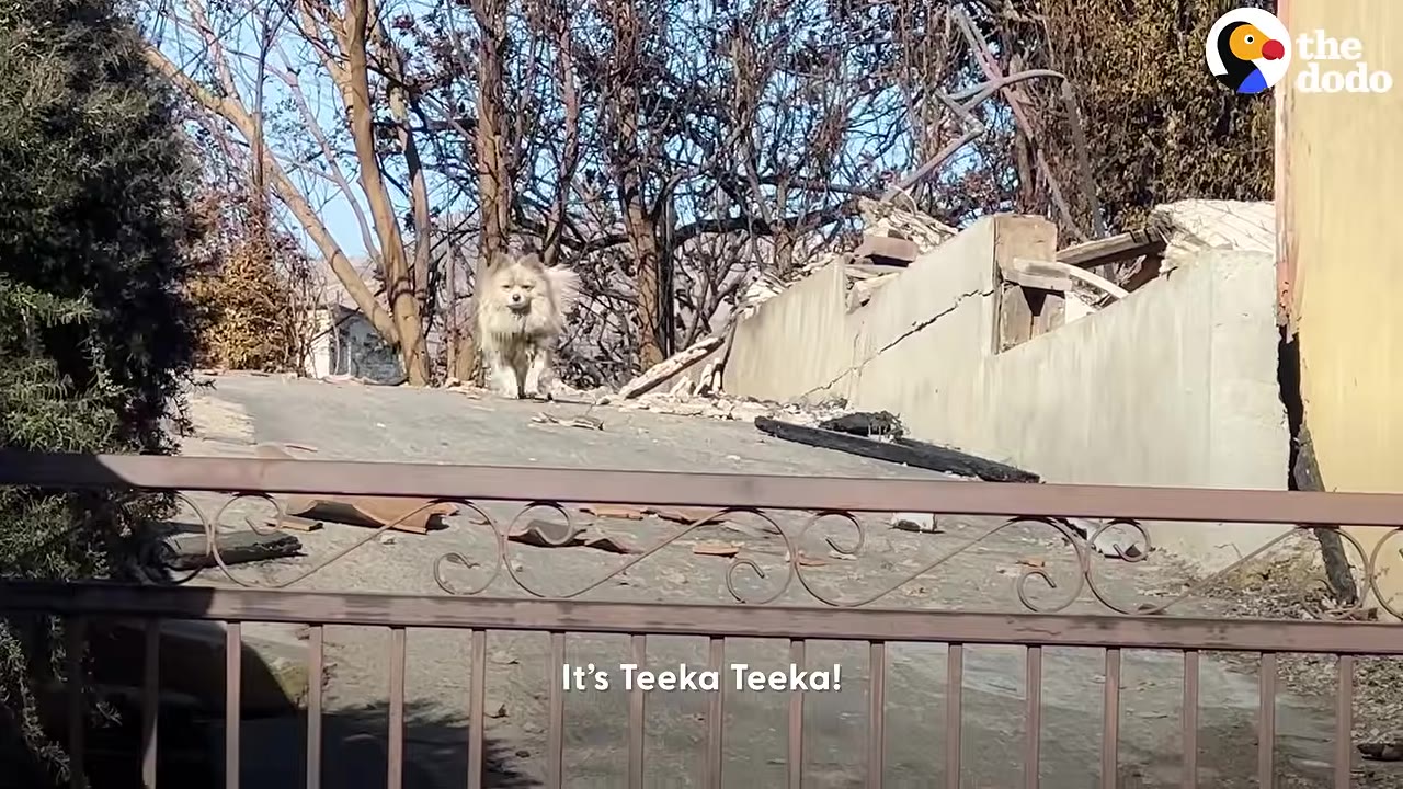 A small fluffy light-brown dog running down an outdoor path near a fence and damaged structure.