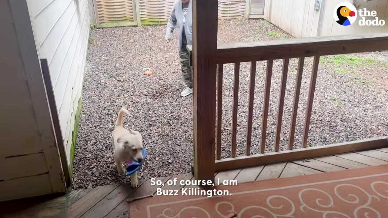 A light-colored puppy running through a gravel yard carrying a blue shoe in its mouth while a person stands in the background.