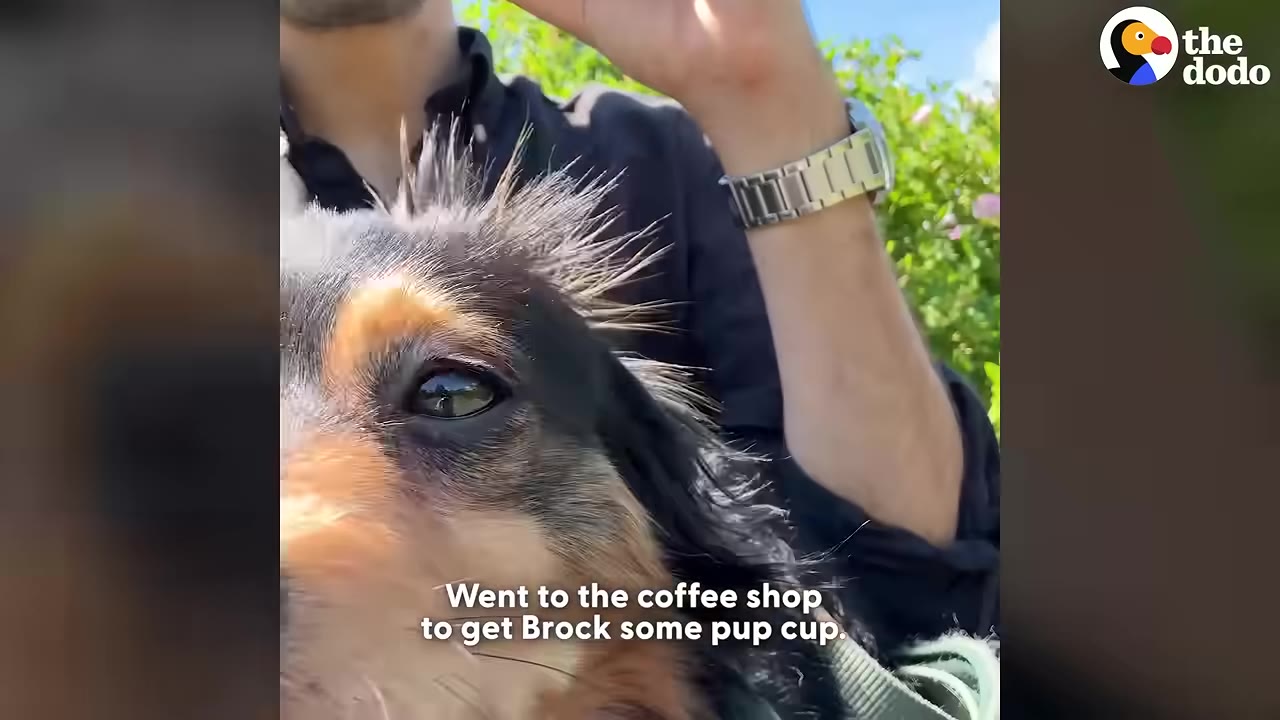A close-up of a fluffy black and brown dog looking up as a man holds him, with text overlay reading 'Went to the coffee shop to get Brock some pup cup.'
