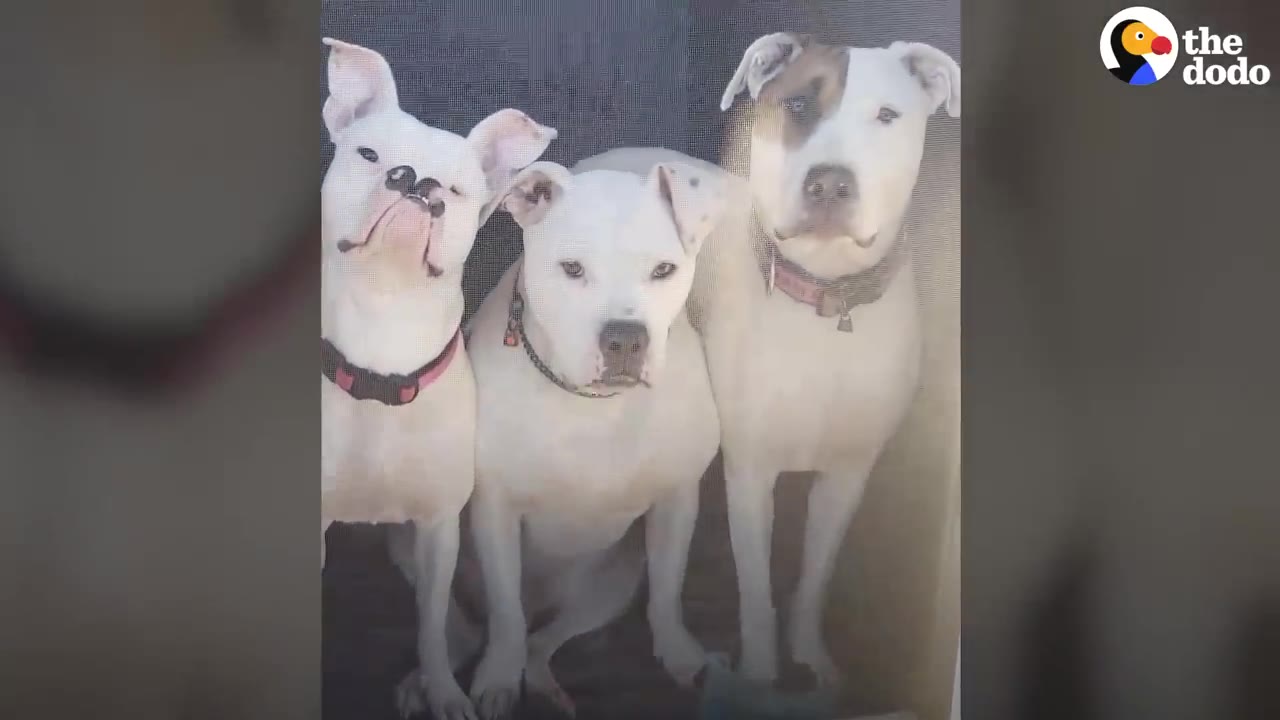 Three white dogs sitting side by side indoors looking directly forward.