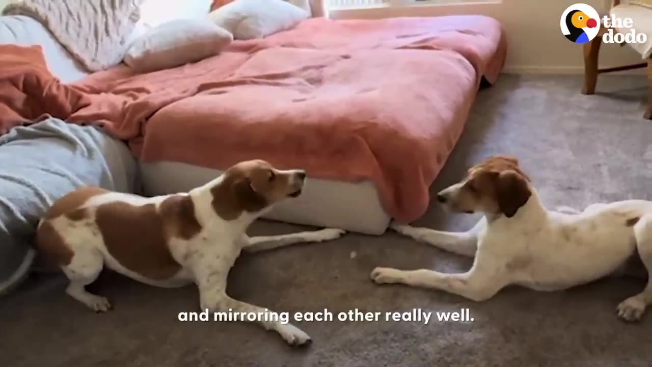 Two white and brown dogs lying on the carpet facing each other with paws stretched out inside a living room.
