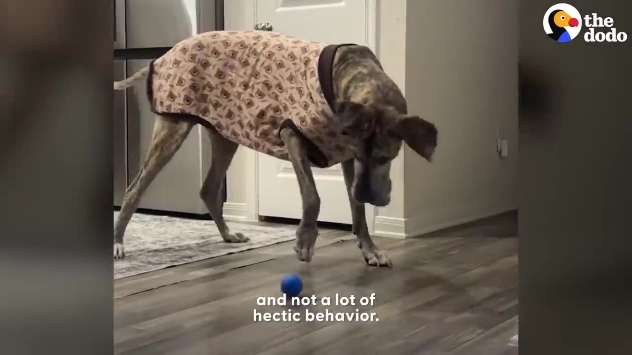 A brindle Great Dane wearing a patterned brown coat gently taps a small blue ball on a wooden floor.