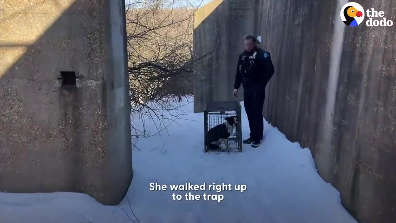 A black and white dog sits inside a wire cage trap set in the snow between concrete walls as an officer stands nearby.