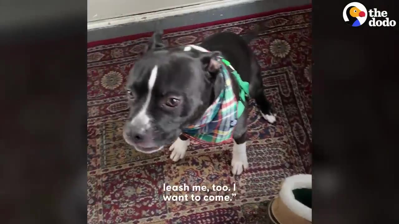 A black and white dog wearing a green harness and a plaid bandana sits on a patterned rug, looking up with an alert expression.