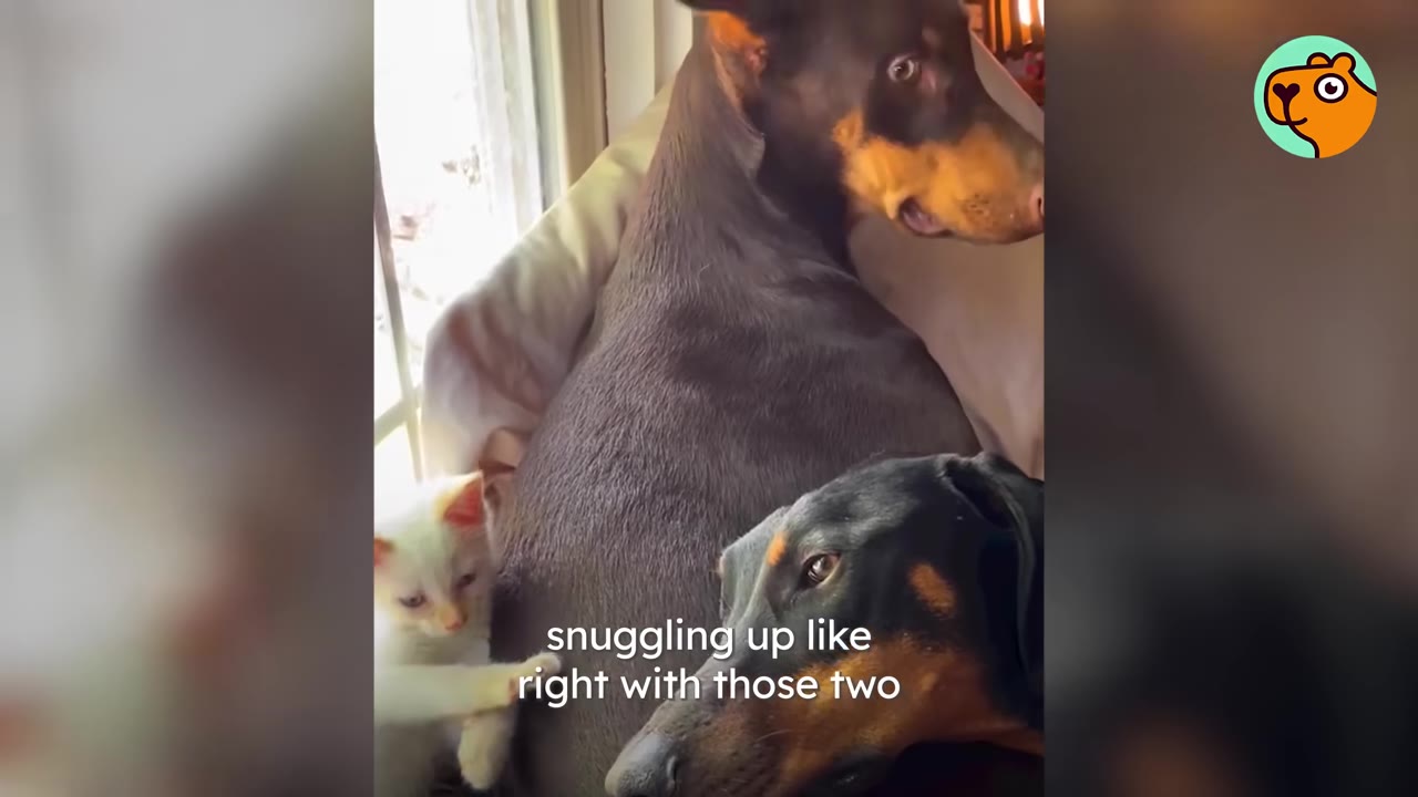 A white kitten snuggled up beside two Dobermans relaxing together.