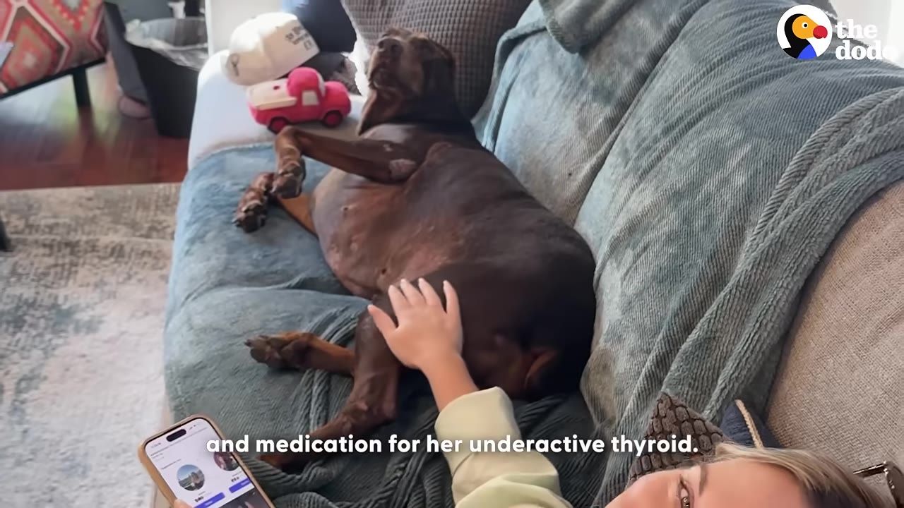 A brown Doberman lies on a blue couch while a person gently pets her side.