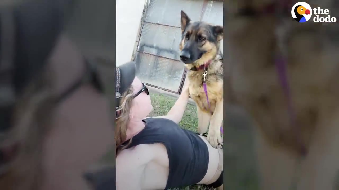 A German Shepherd dog stands on its hind legs, leaning over a person lying on the grass who is looking up at the dog.