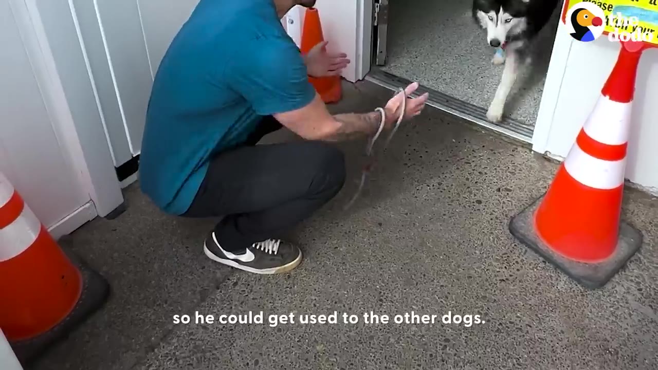 A husky walking through a doorway toward a crouching man with open hands.