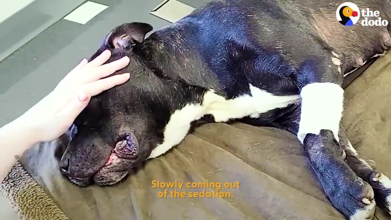 A black and white dog lies on a brown blanket with a white bandage on its front leg as a hand gently pets its head, with text overlay reading 'Slowly coming out of the sedation.'