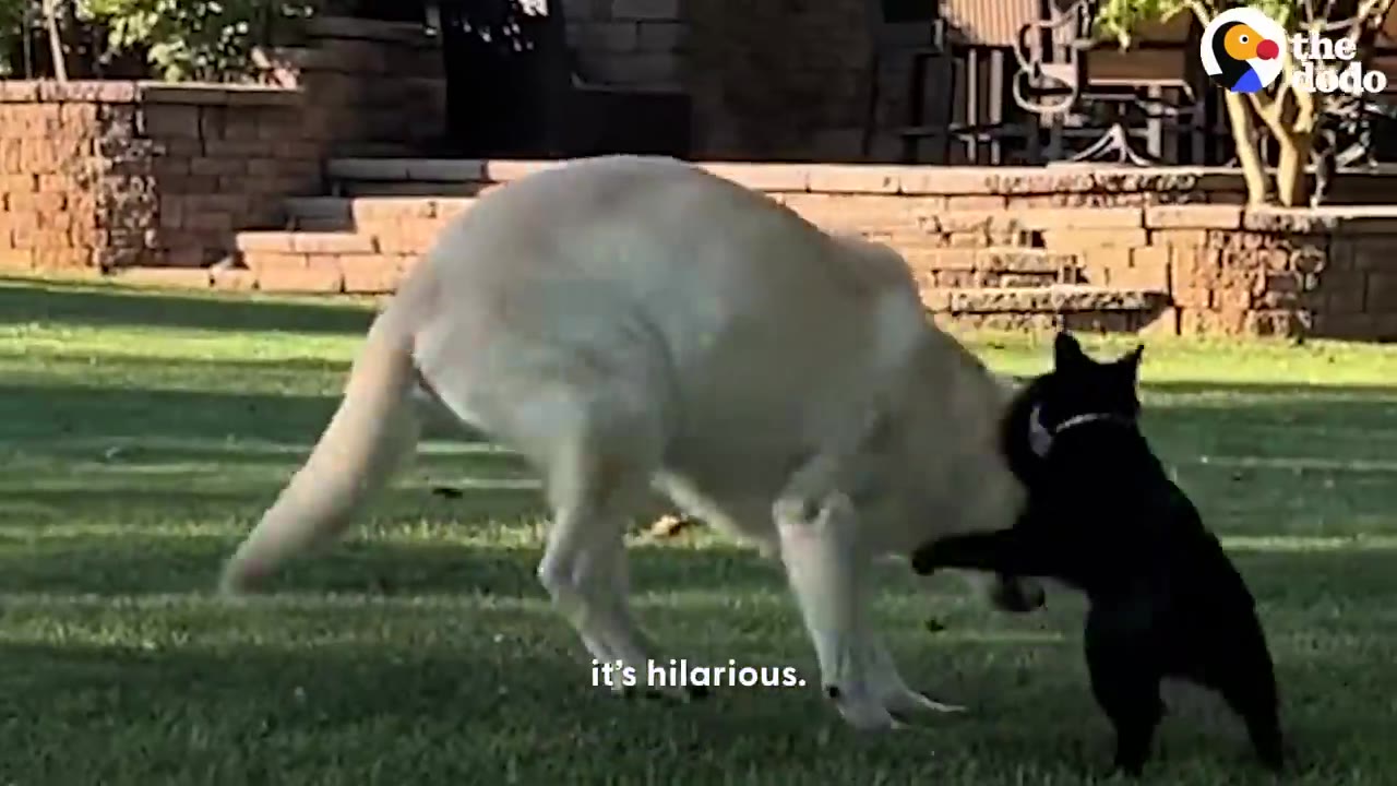 A yellow Labrador and a black cat playfully pouncing on each other in the grass outdoors.