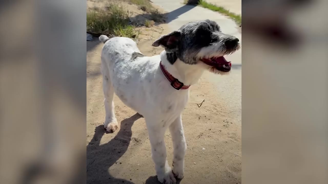 A newly groomed white and dark-furred dog standing outdoors with a red collar, smiling looking to the side.