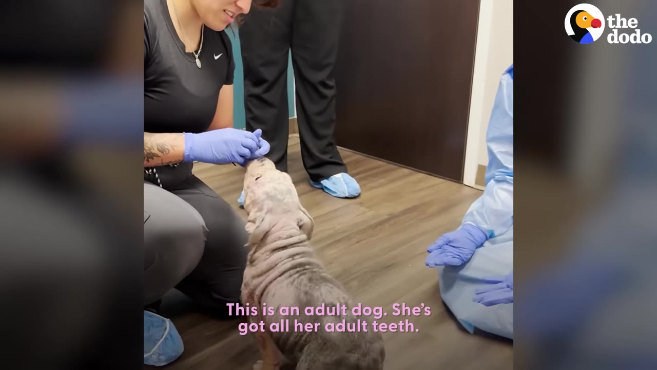 A veterinary professional wearing blue gloves inspects the teeth of a small, wrinkled dog in an exam room.