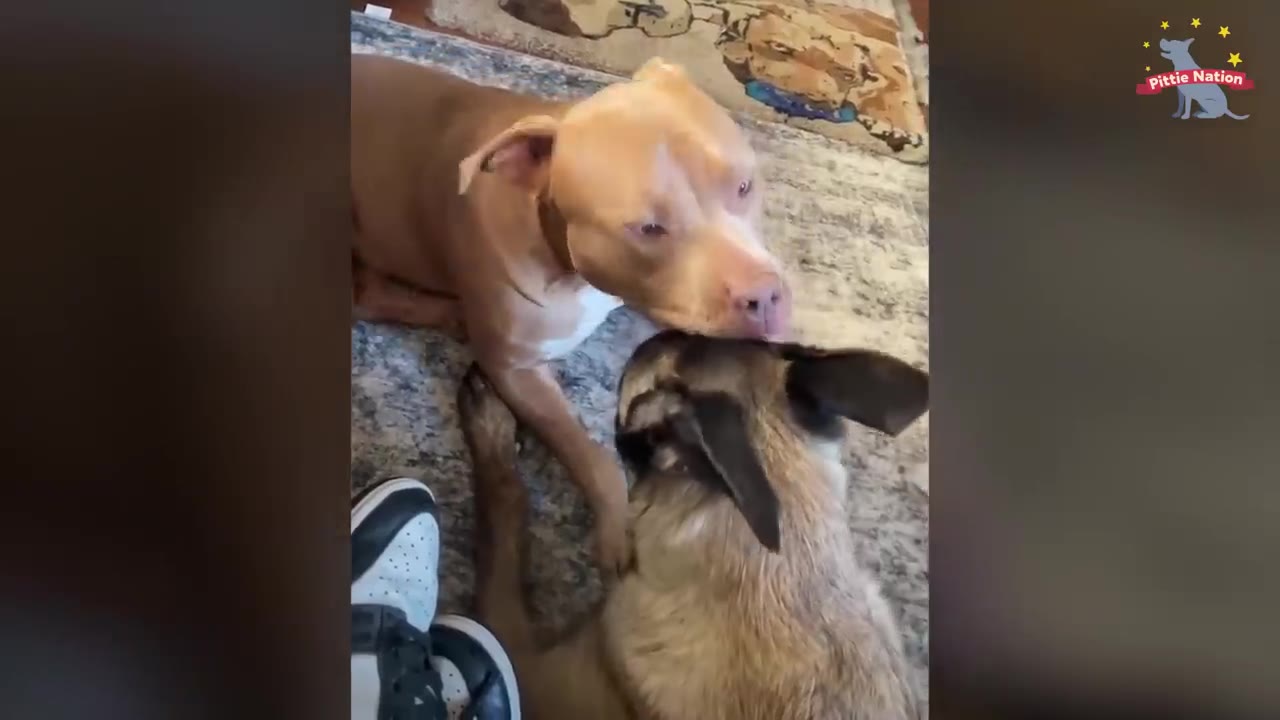 A tan pit bull gently rests its nose and licks the ear of a brown dog lying next to it on a rug.