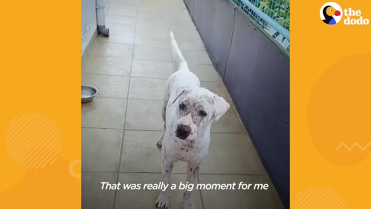 A white dog with black spots on his face stands on a tiled balcony, looking up at the camera with his tail raised high.