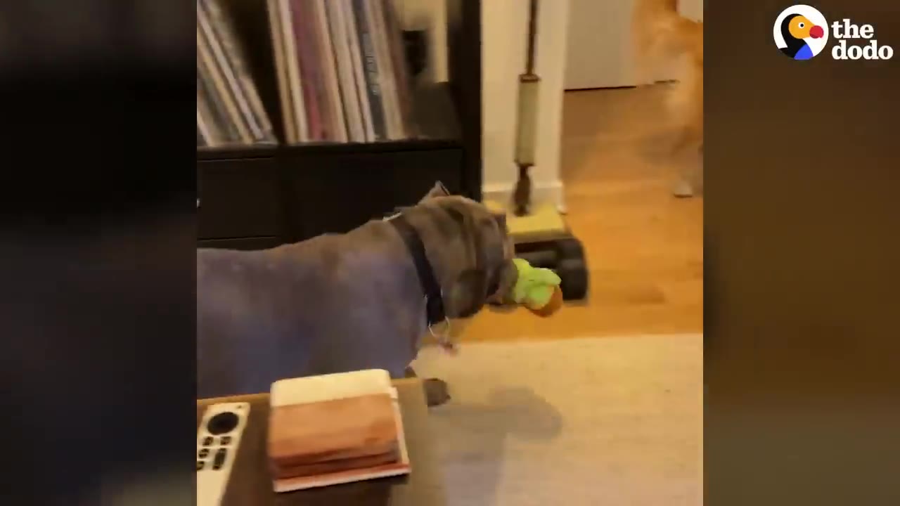 A gray pit bull carrying a green toy in its mouth inside a living room.