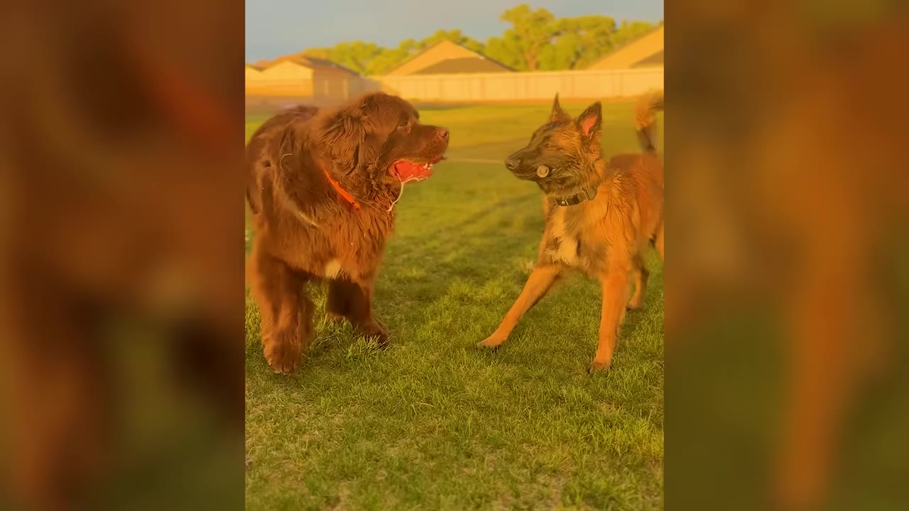A large brown Newfoundland dog and a Belgian Malinois standing face-to-face on a grassy lawn during golden hour.