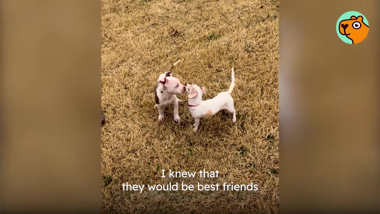 Two small white puppies touching snouts while standing on a grassy lawn.