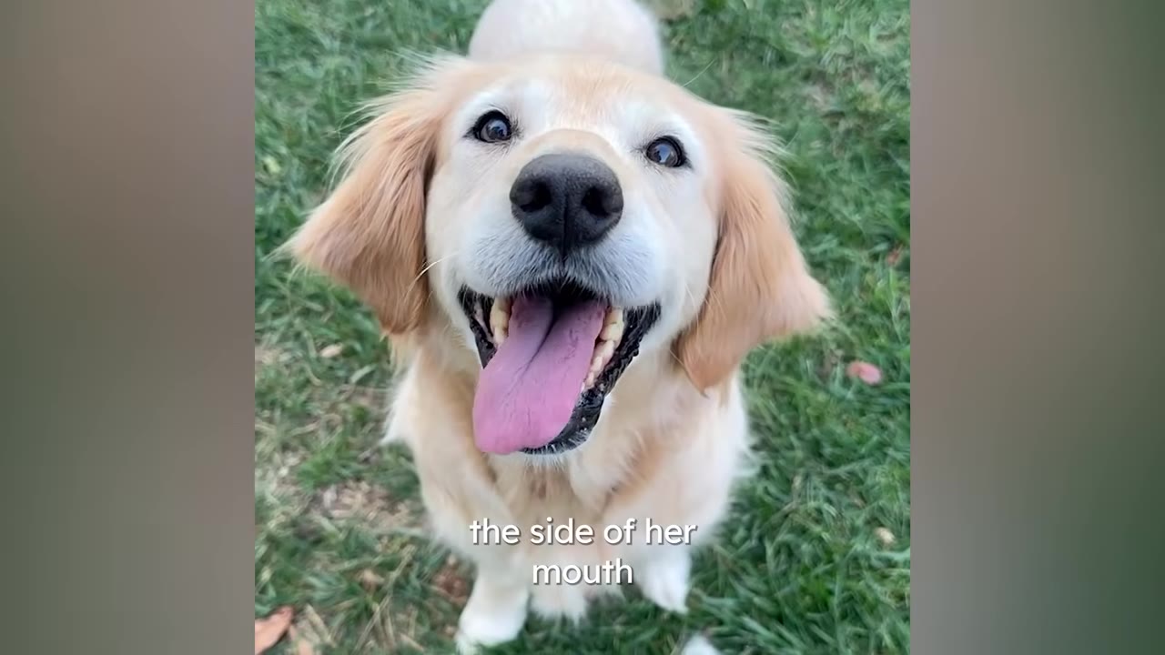 A golden retriever sitting on the grass, looking up at the camera with a wide, happy open-mouthed smile and her tongue out.
