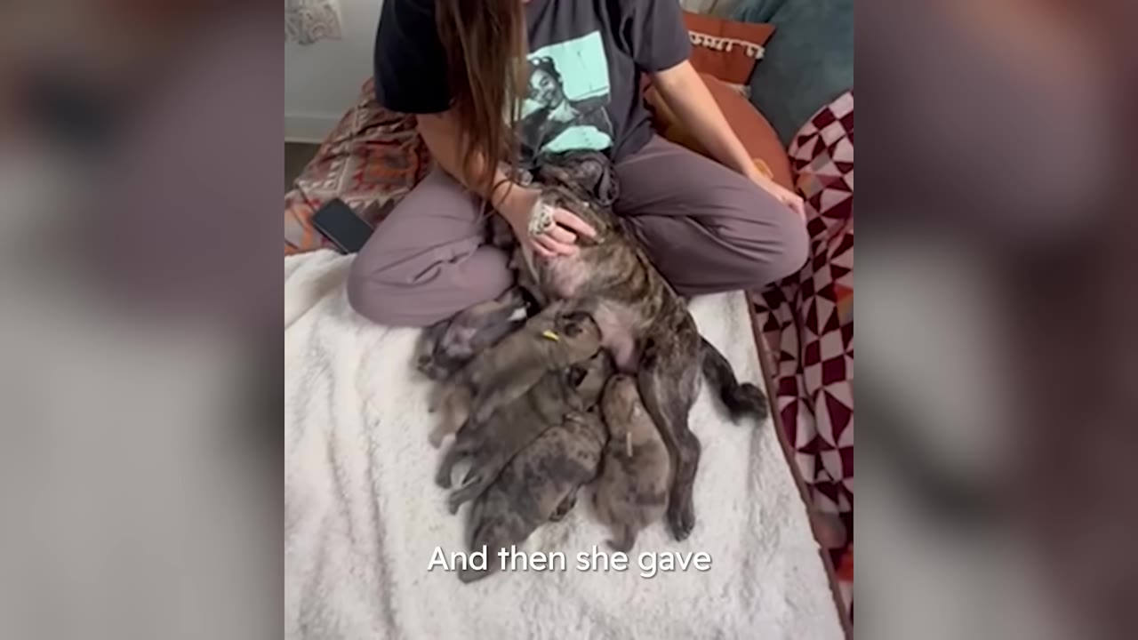A mother pug lying on a blanket surrounded by her newborn puppies while a person pets her.