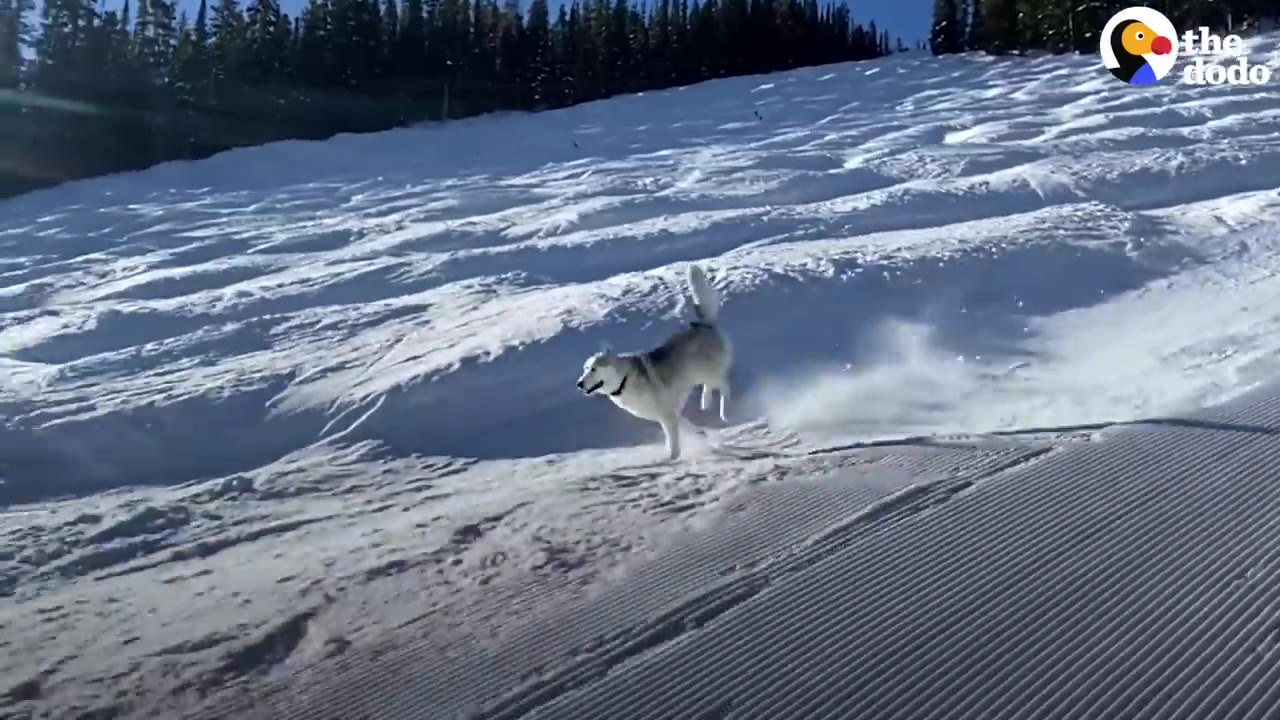 A husky running across a snowy mountain slope under a clear blue sky.