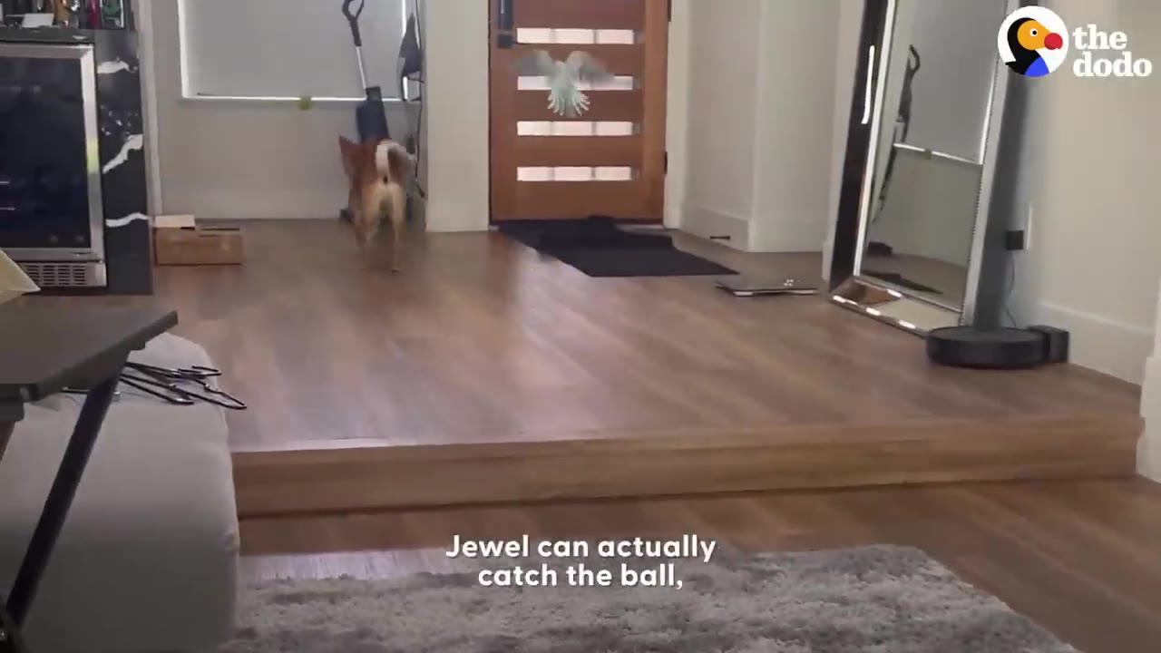 A small white bird flies in the air inside a house as a brown dog runs toward it on a wooden floor.