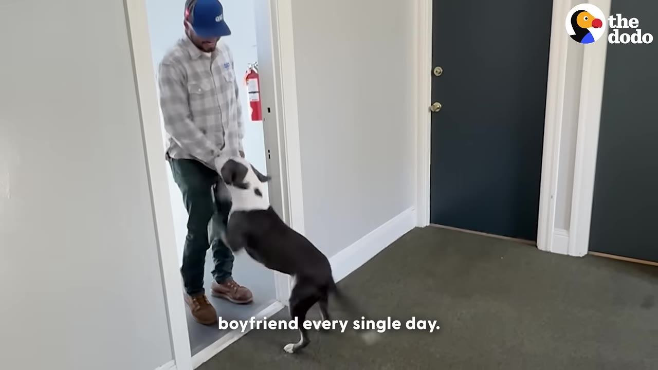 A black and white pit bull jumps up excitedly to greet a man wearing a plaid shirt, jeans, and a blue cap as he enters through a doorway.