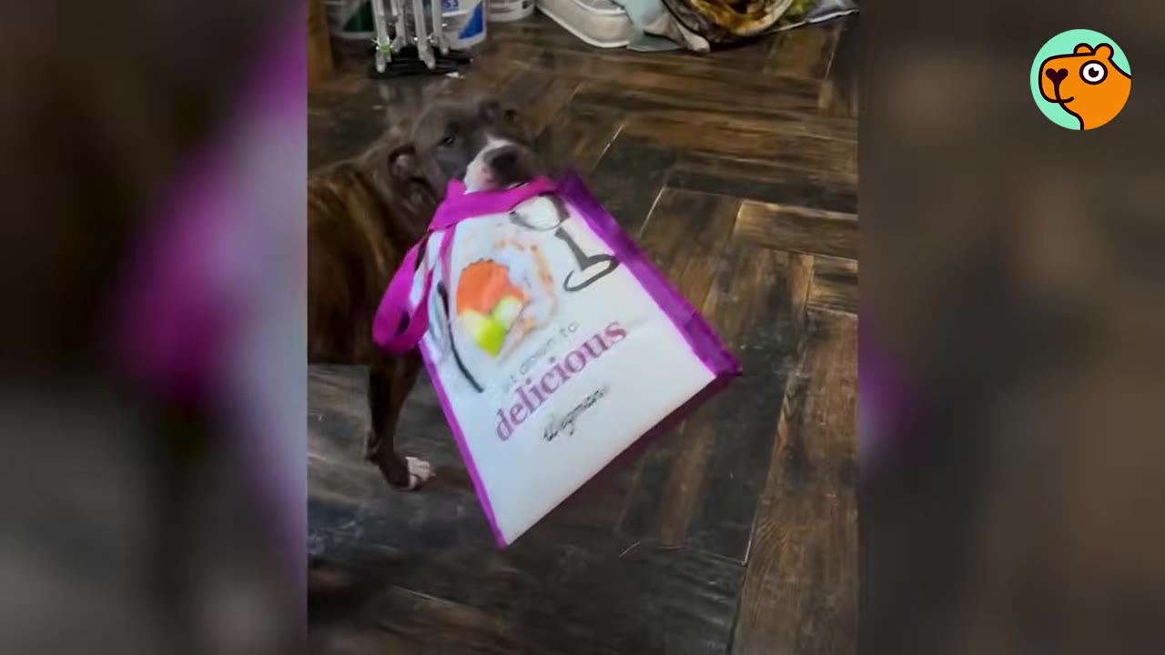 A brindle dog carrying a purple and white reusable shopping bag in its mouth across a wooden floor.