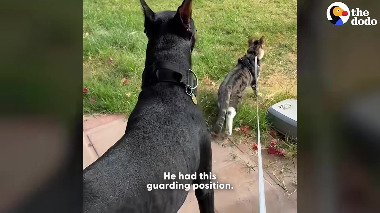 A black Doberman Pinscher stands in a guarding stance on a patio, looking out over a grassy yard next to a tabby cat wearing a harness.