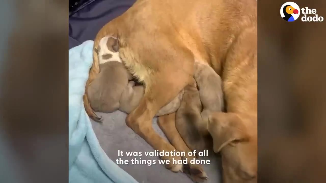 A light brown dog lying comfortably on bedding while nursing a litter of newborn puppies.
