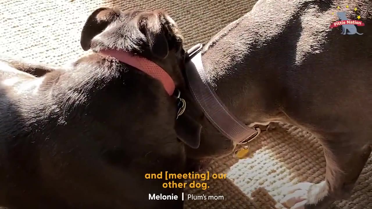 A close-up shot of two dogs sniffing each other head-to-head, one wearing a pink collar and the other wearing a grey collar.