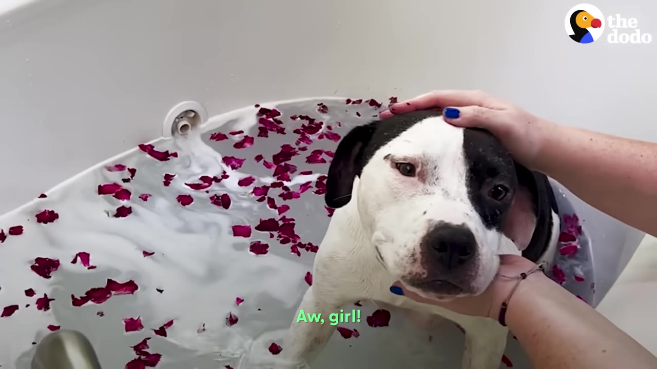 A black and white dog named Poppy stands in a bathtub filled with milky water and red rose petals, looking directly at the camera while a person's hands gently cradle her head.