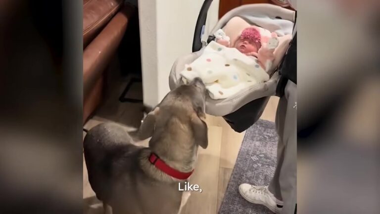 Texas Couple Finds A Puppy In A Box Marked “FREE,” Then Faces An Unexpected Test When Their Baby Arrives