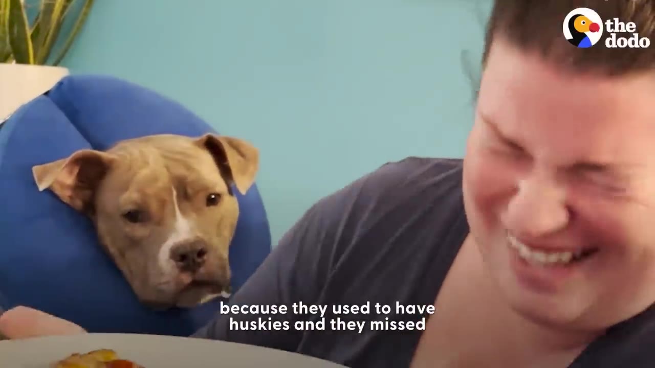 A person laughs while a pit bull wearing a blue recovery collar sits next to a plate of pizza.