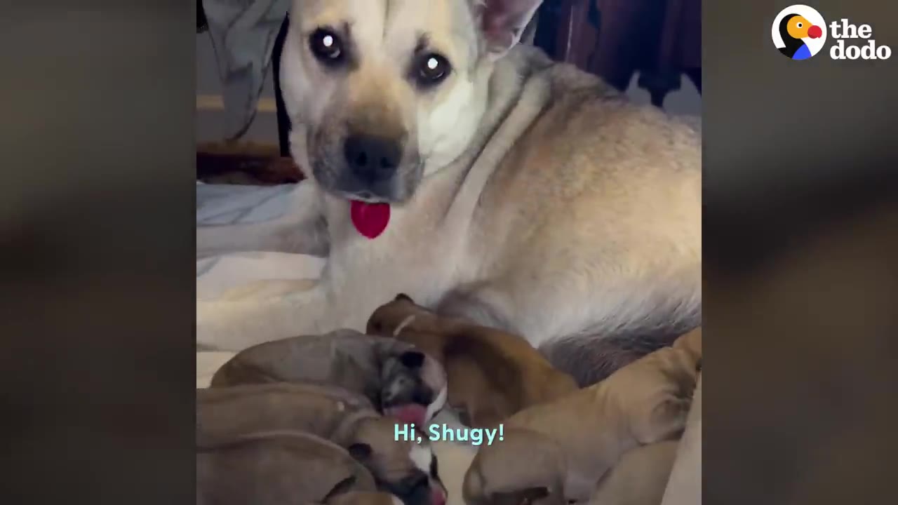 A light-colored mother dog lying on a bed surrounded by a litter of newborn puppies.