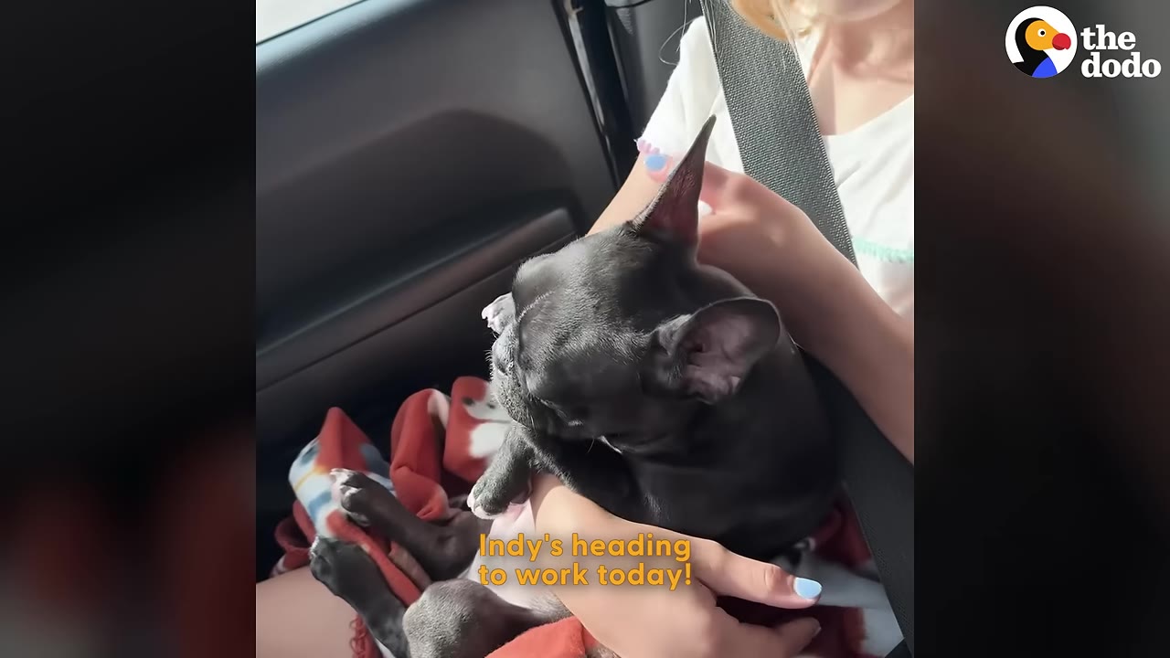 A black French bulldog named Indy sits comfortably on a person's lap in a car, looking relaxed as they are being held.