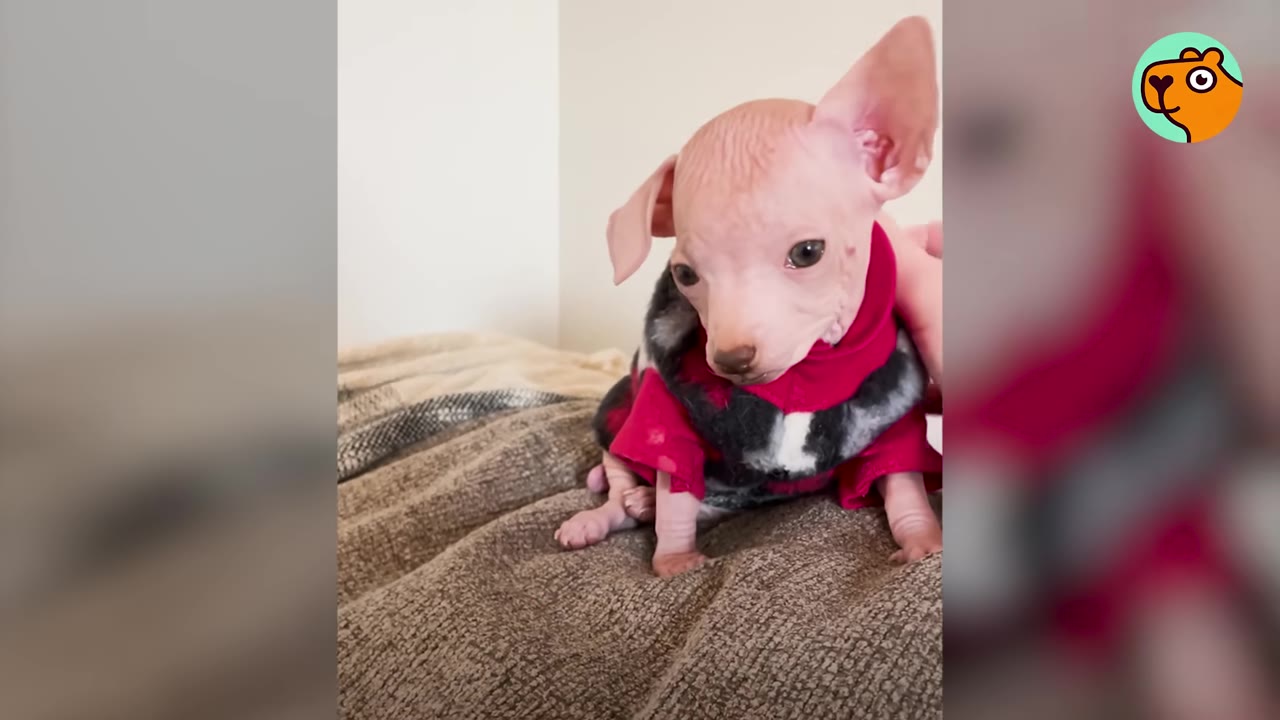 A small, hairless puppy wearing a red and black sweater sitting on a textured blanket while being gently petted.
