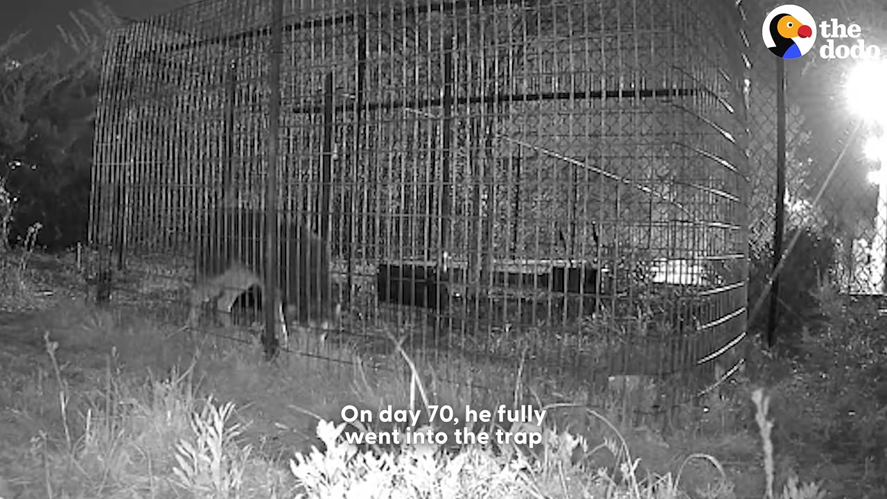 A black and white night-vision camera capture of a dog inside a large wire cage trap, with text overlay reading 'On day 70, he fully went into the trap'.