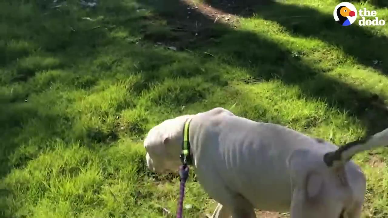 A thin white dog wearing a green collar walks on a grassy lawn.